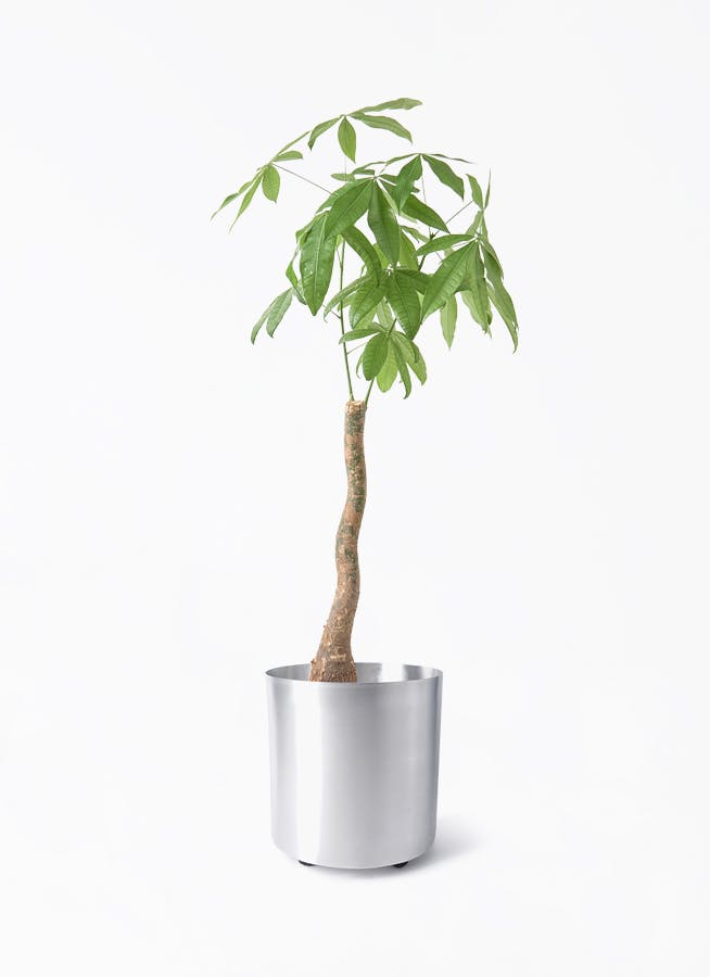 観葉植物 ウンナンシュロチク（雲南棕櫚竹） 8号 フェルム シリンダー