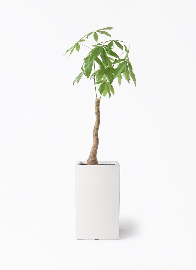 観葉植物 アガベ 8号 アメリカーナ シグマ 角柱プランター ホワイト