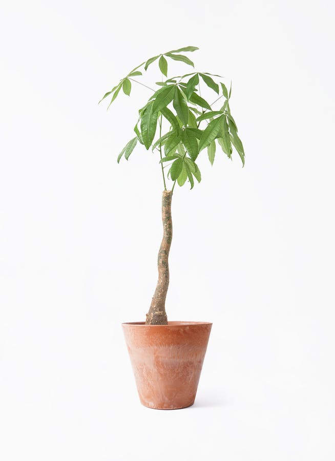 観葉植物 オリーブの木 8号 デルモロッコ アートストーン ラウンド
