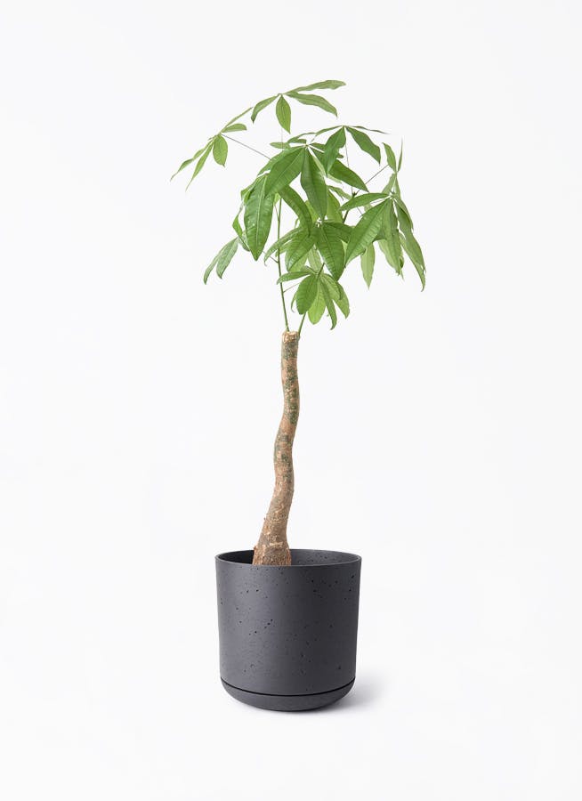 観葉植物 フィロデンドロン 8号 セローム ヒトデカズラ ボサ造り