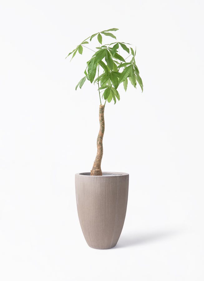 観葉植物 オリーブの木 8号 マンザニロ リブラ モノ ブラウン 付き