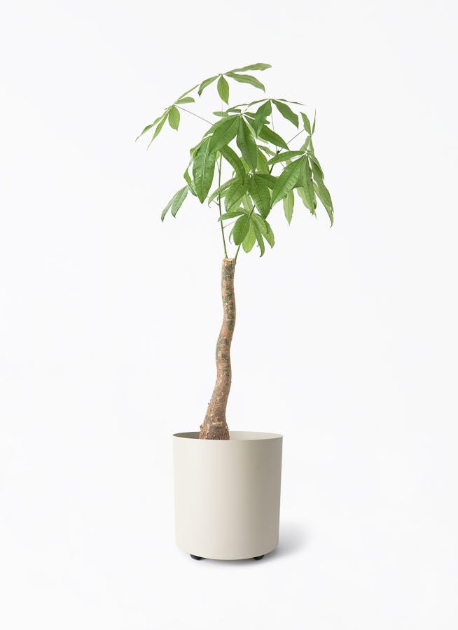 その他観葉植物 Masami pachira-2085_1.jpg