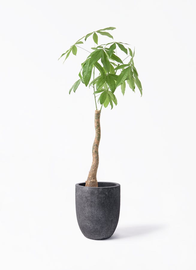 観葉植物 フィロデンドロン 8号 セローム ヒトデカズラ 根あがり