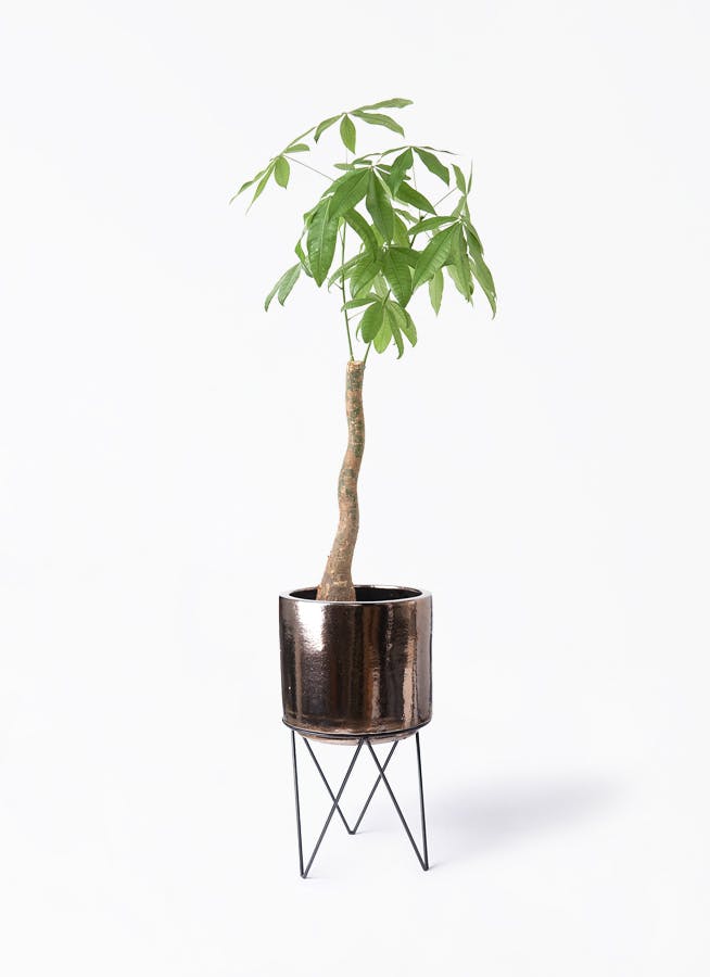 パキラ 8号 | 観葉植物の通販ならHitoHana（ひとはな）