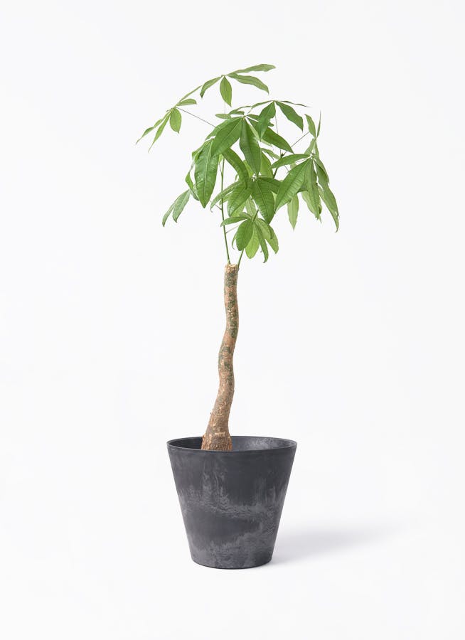 パキラ 曲がり | 観葉植物通販HitoHana(ひとはな)