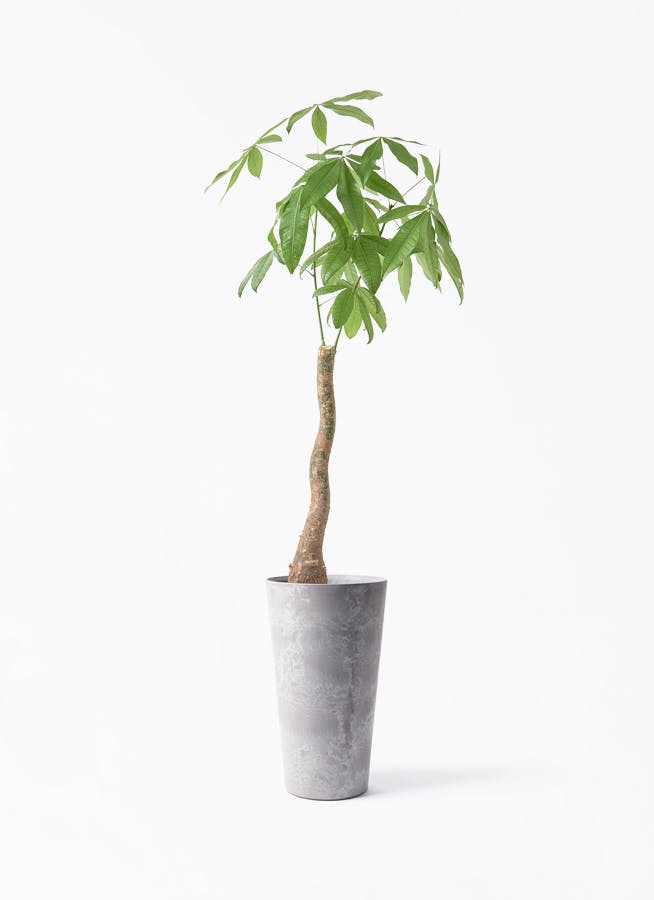 観葉植物 ユッカ 8号 ロストラータ アートストーン トールラウンド