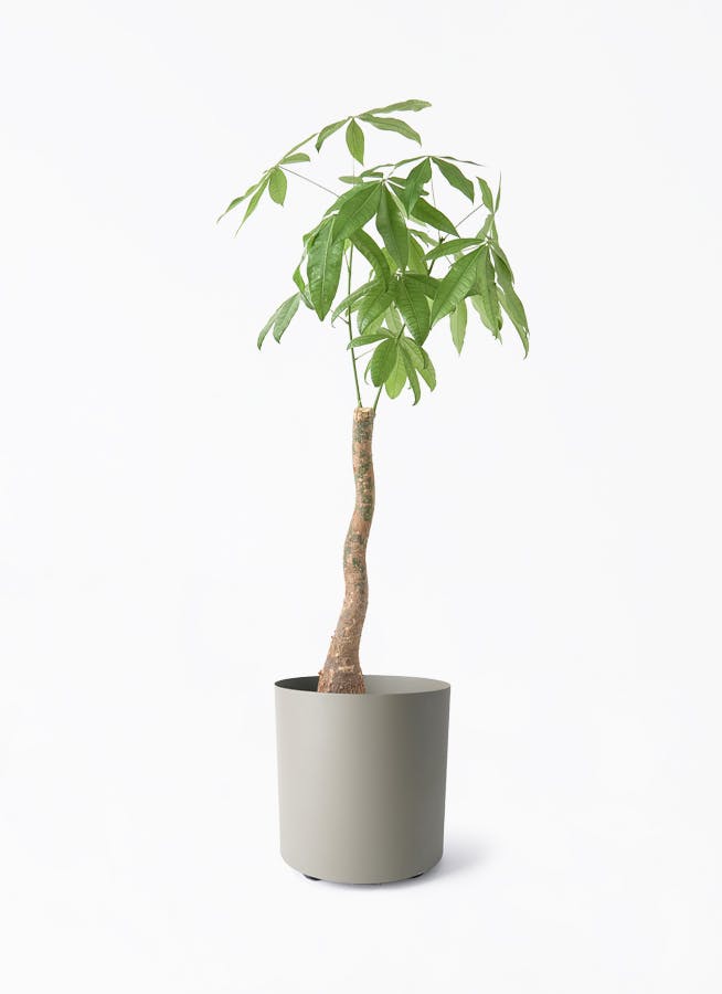 観葉植物 グリーンアラレア 8号 曲り フェルム シリンダー オリーブ
