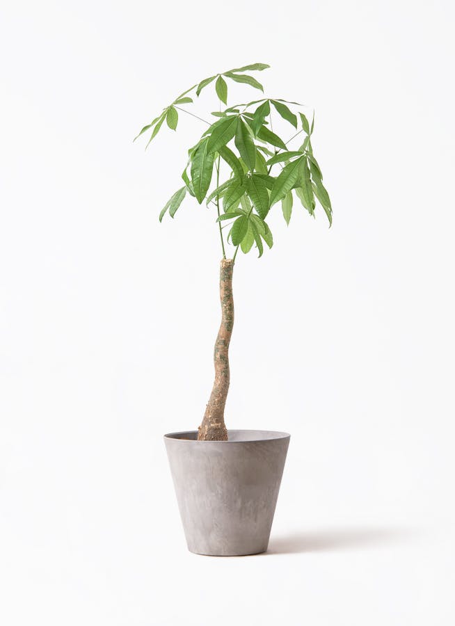 観葉植物 ドラセナ リフレクサ 8号 アートストーン ラウンド グレー
