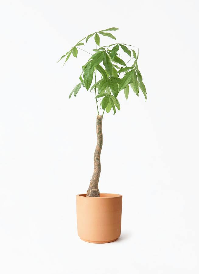 観葉植物 ガジュマル 8号 パンダ インティ シリンダー 付き | 観葉植物