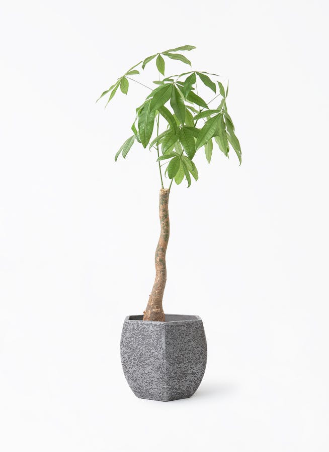 オリーブの木　バロウニ　8号　約120cm　K-330　希少品種　現品掲載 観葉植物 オリーブの木 8号 バロウニ Eco Stone (エコストーン) ヘキサ