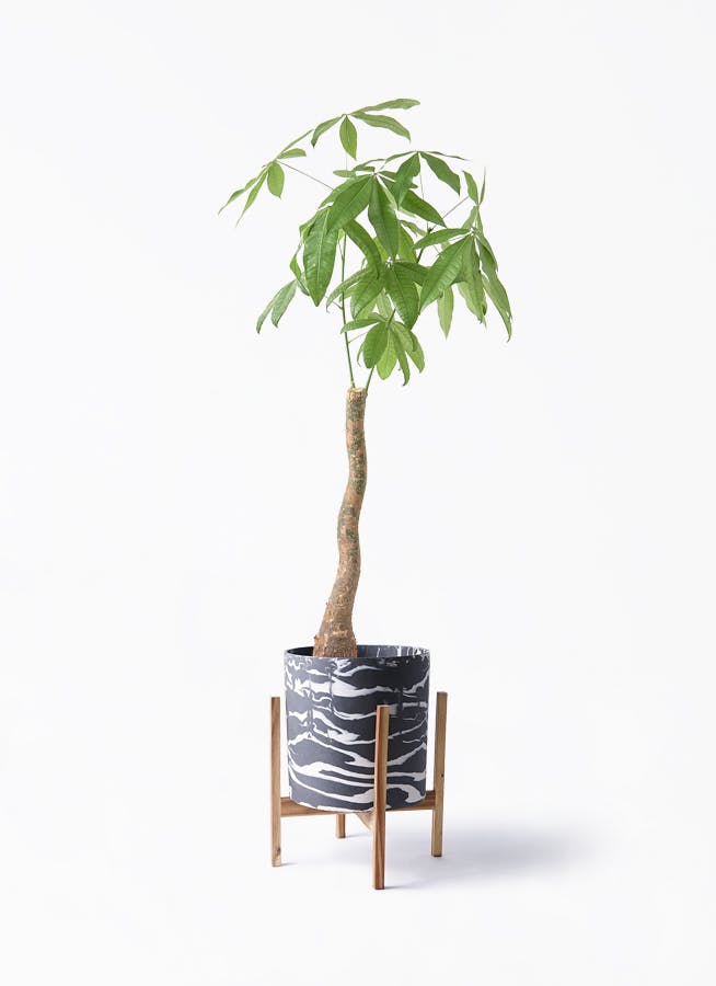 観葉植物 ドラセナ コンシンネ 8号 曲り（龍）トリカラー ホルスト