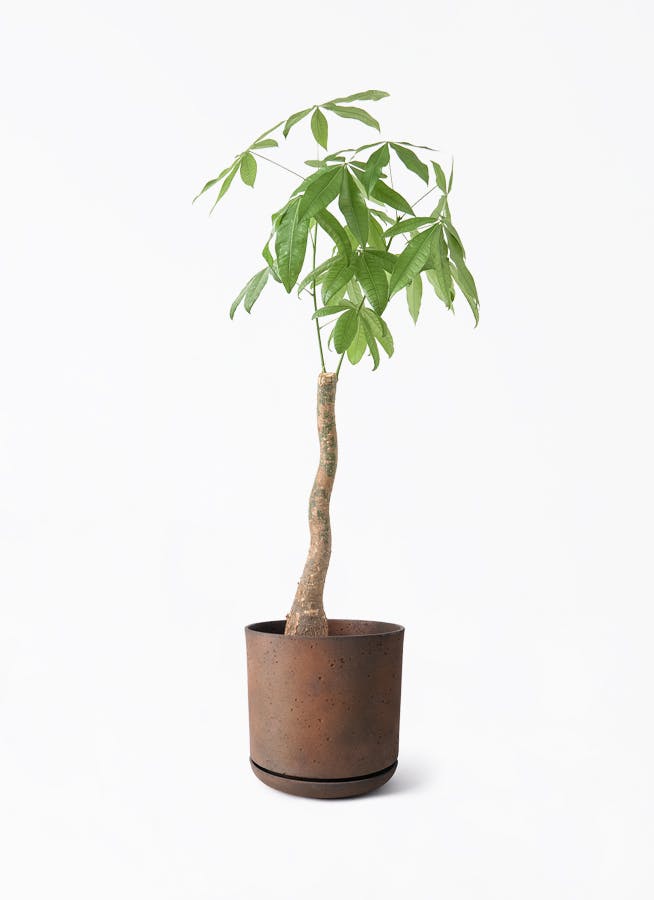 観葉植物 フィロデンドロン 8号 セローム ヒトデカズラ 根あがり