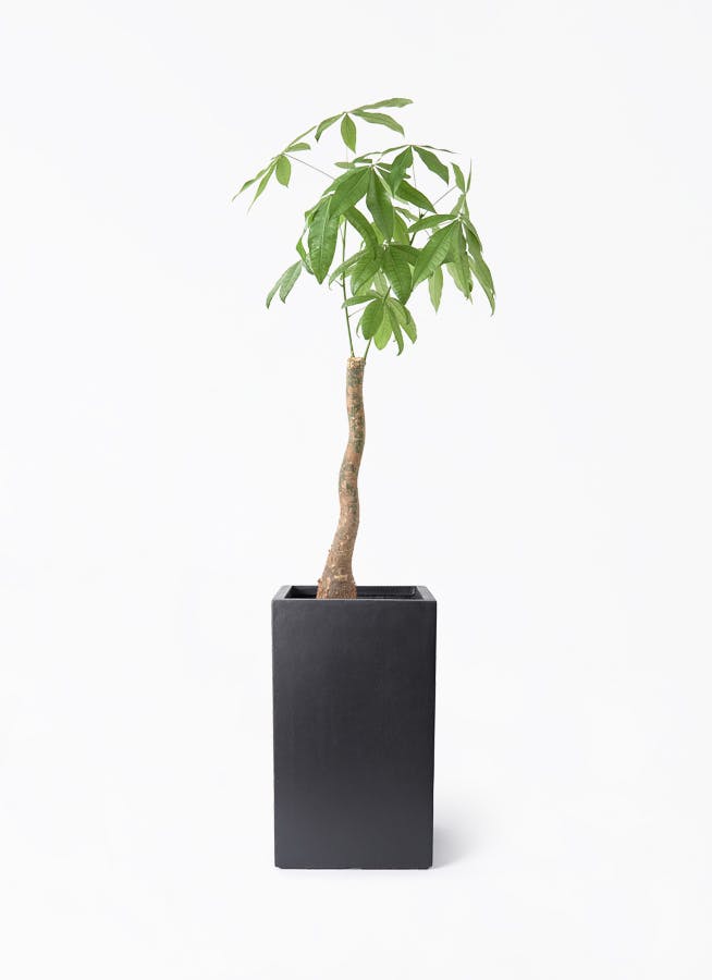 パキラ 8号 | 観葉植物の通販ならHitoHana（ひとはな）