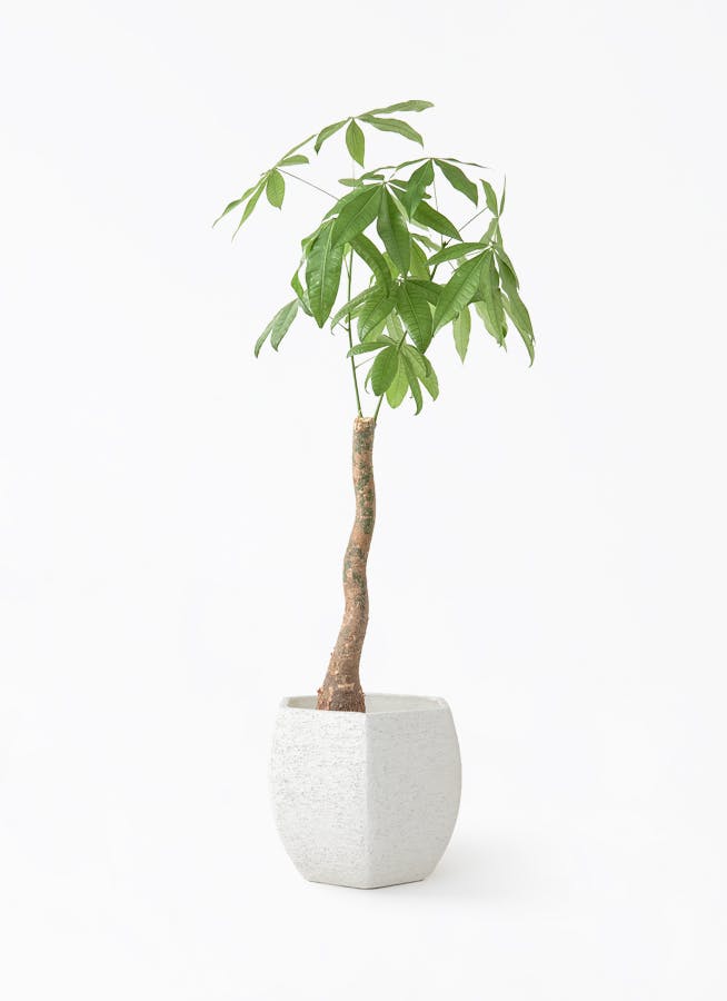 オリーブの木　マンザニロ　8号　約150cm　K-392　人気品種　現品掲載 観葉植物 オリーブの木 8号 マンザニロ Eco Stone (エコストーン