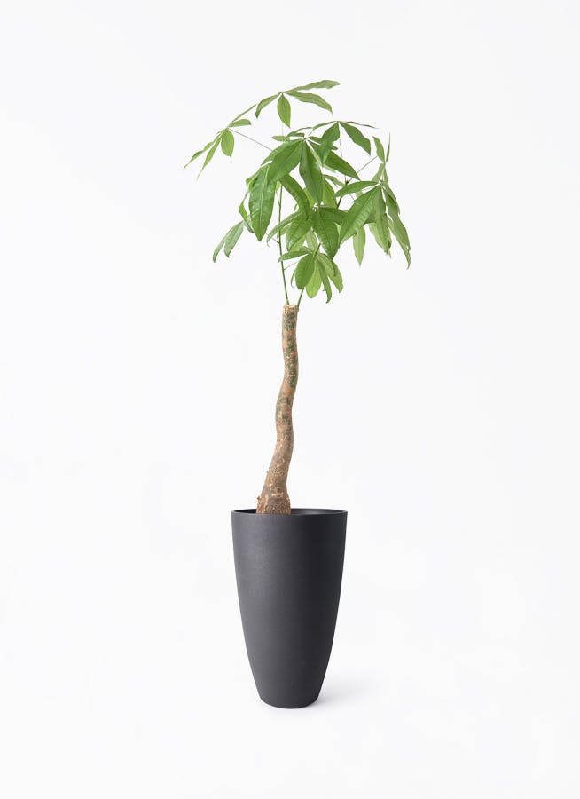 観葉植物 パキラ 8号 曲り フォレストトール ブラック 付き | 観葉植物