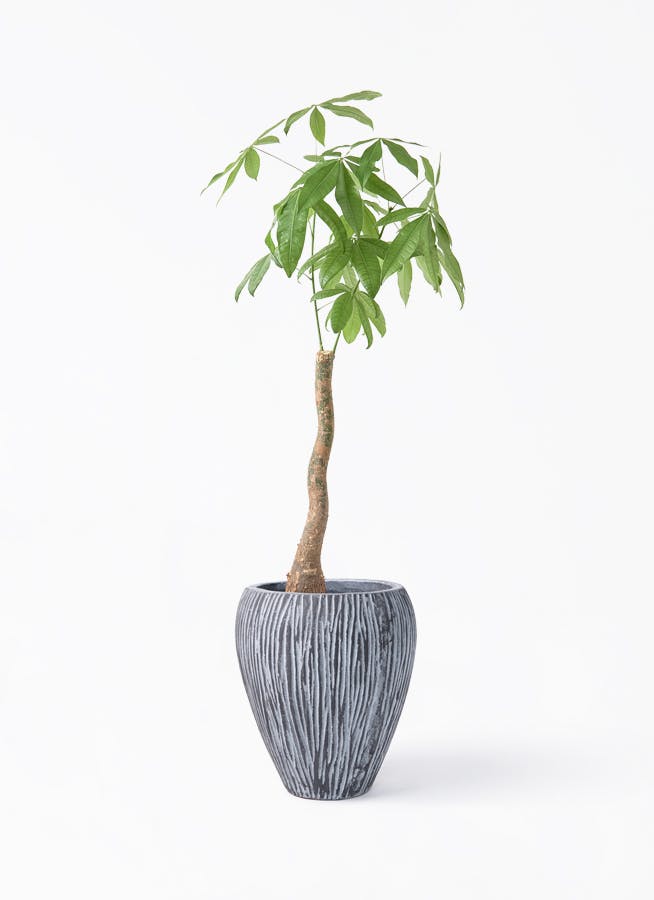 セローム　ヒトデカズラ　巨大な観葉植物　（今週いっぱい） 観葉植物 フィロデンドロン 8号 セローム ヒトデカズラ 根あがり