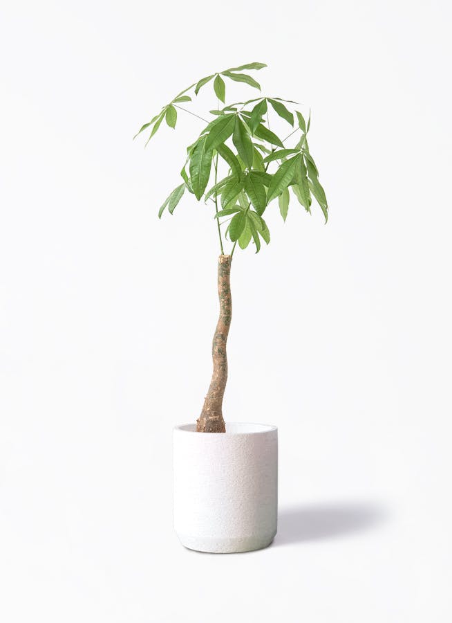 希少品種 ドラセナ ワーネッキーレモンサプライズ 8号 テラコッタ