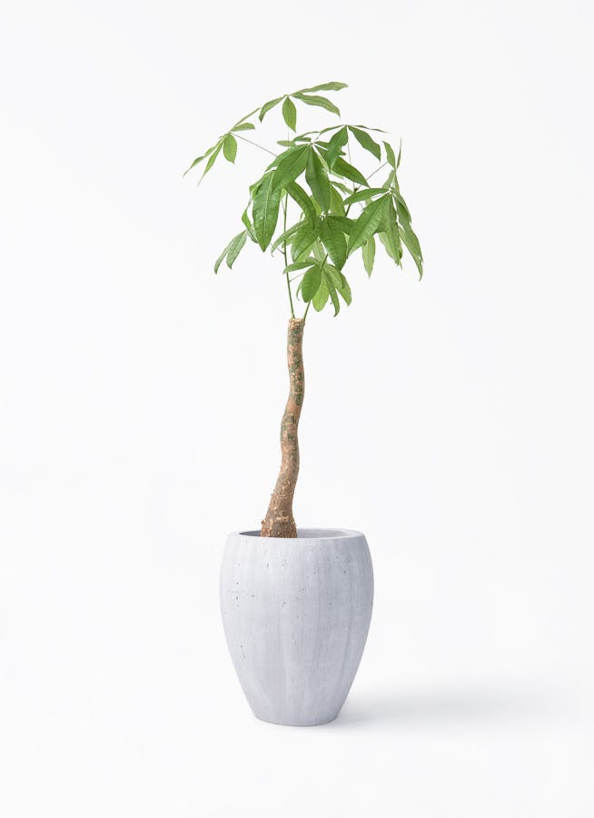 観葉植物 トックリラン ポニーテール 8号 コーテス ジャー ホワイト