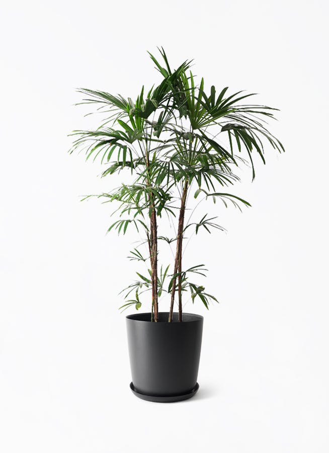シュロチク（棕櫚竹） | 観葉植物の通販ならHitoHana（ひとはな）