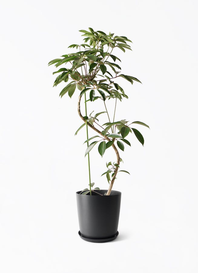 ツピダンサス | 観葉植物通販 HitoHana(ひとはな)
