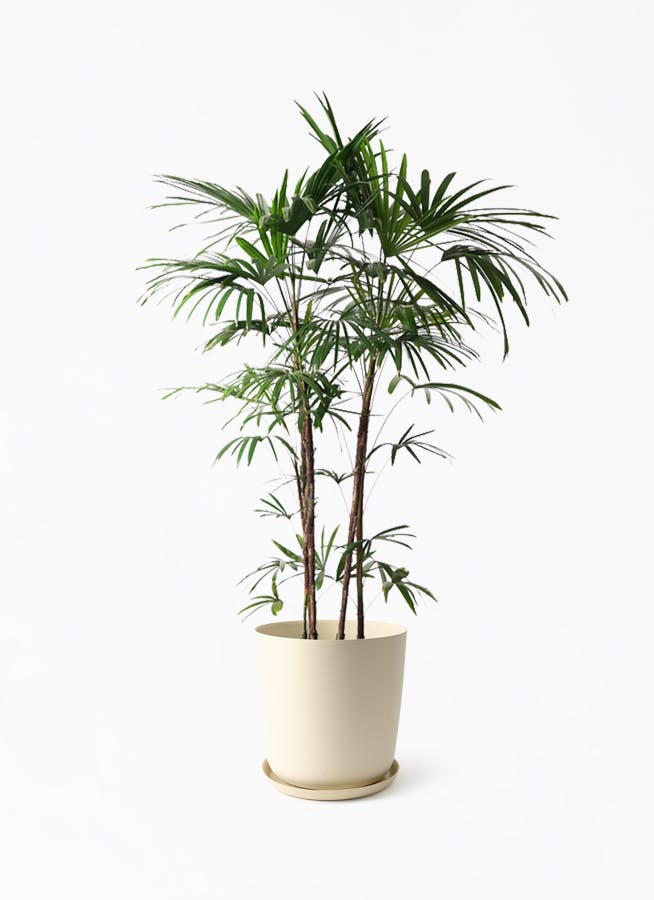 No.51 シュロチク　棕櫚竹　H100 Amazon｜Life-Eco シュロチク（棕櫚竹）大型 10寸・約W110×H150～170cm