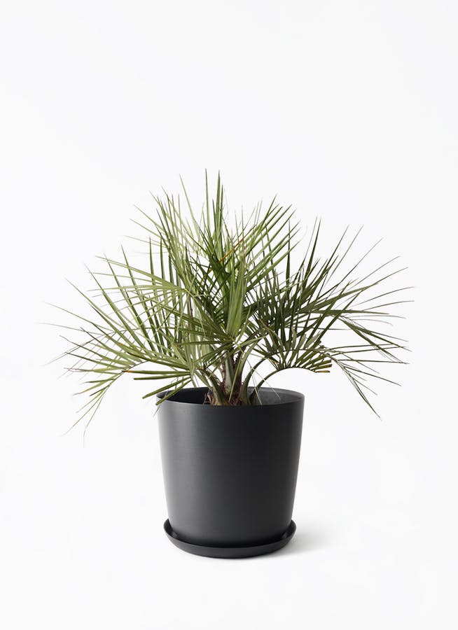 ココスヤシ (ヤタイヤシ) | 観葉植物の通販ならHitoHana（ひとはな）