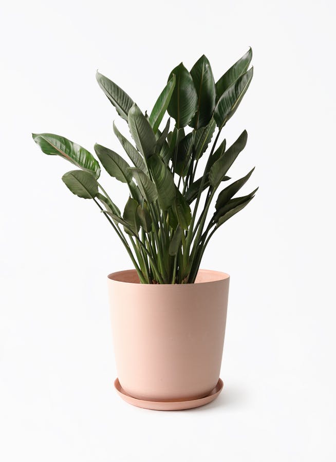 観葉植物 ストレリチア レギネ 10号 エステリ ピンク 付き | 観葉植物