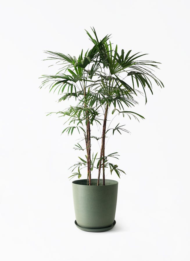 シュロチク（棕櫚竹） | 観葉植物の通販ならHitoHana（ひとはな）