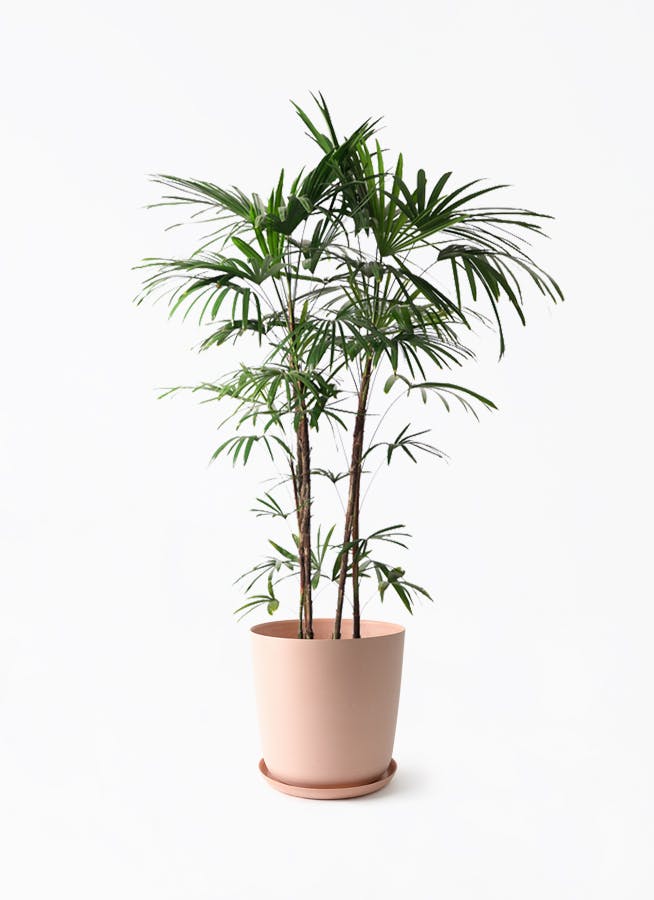 観葉植物 シュロチク（棕櫚竹） 10号 エステリ ピンク 付き | 観葉植物