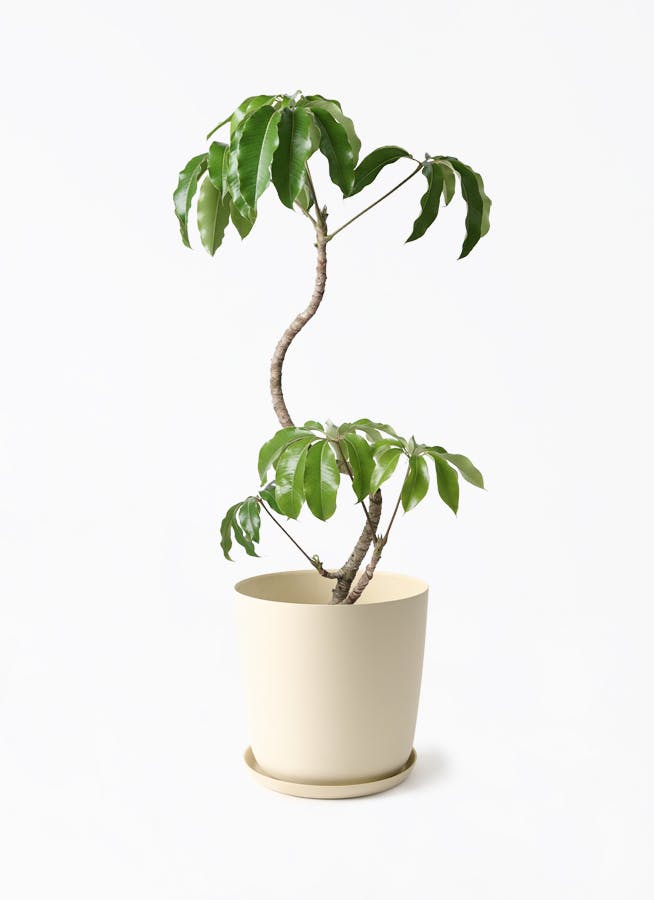チュピタンサス　リビングサイズ 高さ90ｃｍ　Ｎｏ２ ツピタンサス | 商品詳細 | 高島屋オンラインストア