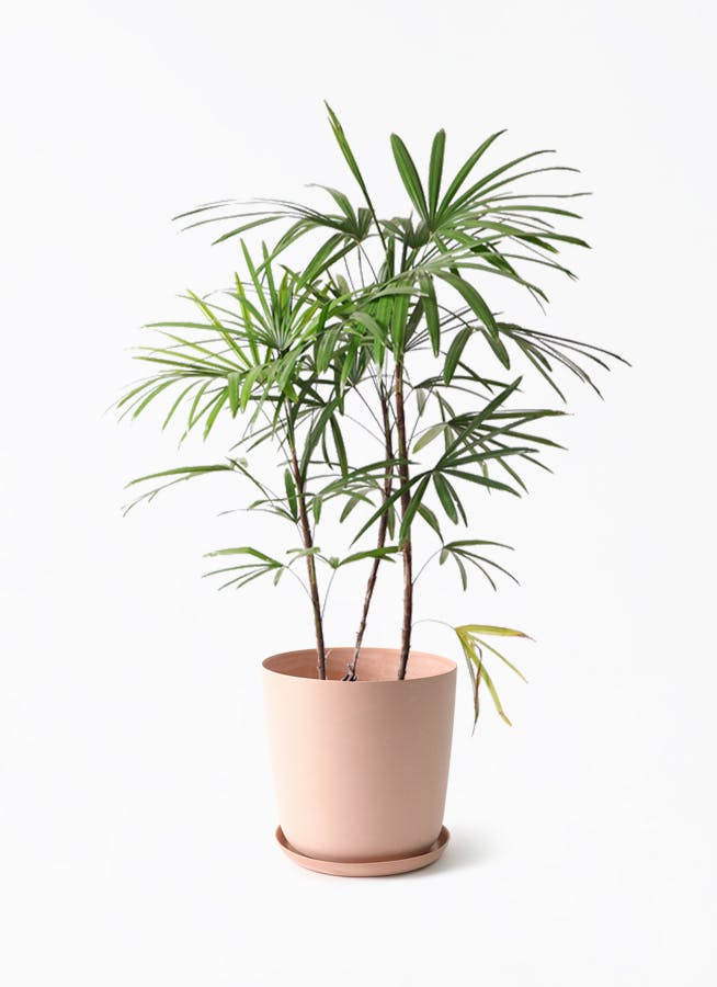 棕櫚竹　シュロチク　5 観葉植物 シュロチク（棕櫚竹） 8号 エステリ ピンク 付き | 観葉植物