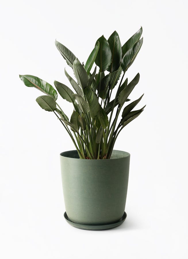 ストレリチア レギネ | 観葉植物の通販ならHitoHana（ひとはな）