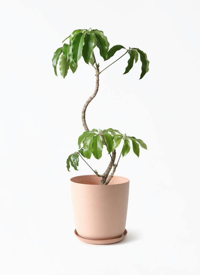 観葉植物 ツピダンサス 8号 曲がり エステリ ピンク 付き | 観葉植物