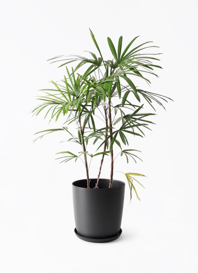 シュロチク(棕櫚竹) | 観葉植物の通販ならHitoHana(ひとはな) シュロチク(棕櫚竹) | 観葉植物の通販ならHitoHana(ひとはな)