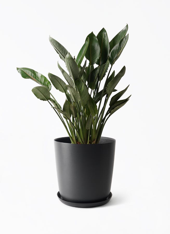 観葉植物 ストレリチア レギネ 10号 楽天市場】ストレチア/ストレリチア・レギネ 10号【バルーン鉢