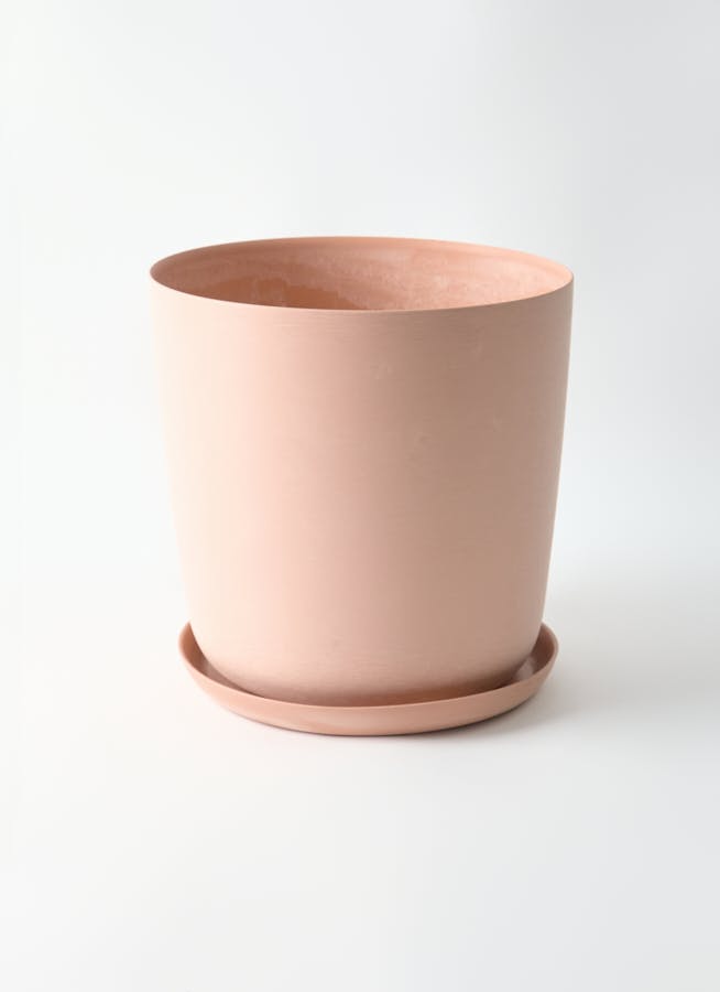 健康丼◾️クワズイモ/アロカシア/アローカシア/大株 複数幹立ち 130cm 観葉植物 アロカシア 4号 オドラ（クワズイモ） エッシ 16 R