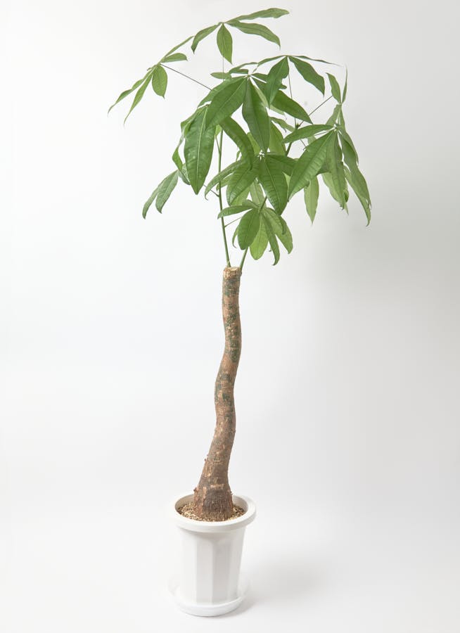 パキラ 観葉植物 パキラ 8号 曲り バスク キューブ 付き | 観葉植物なら