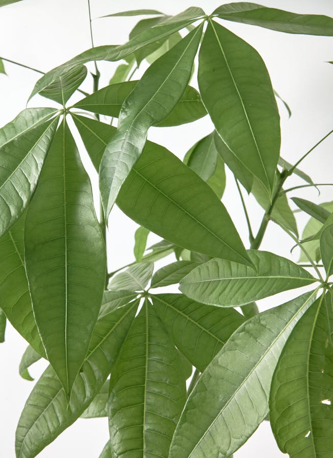 パキラ 観葉植物 パキラ 8号 ねじり ラスターポット 付き | 観葉植物