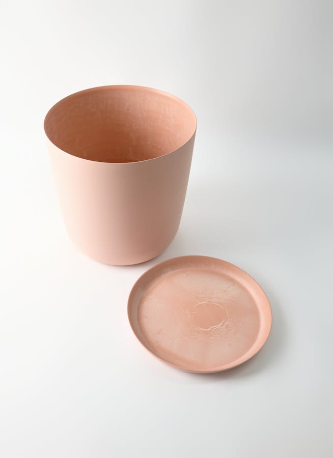 観葉植物 柱サボテン 10号 エステリ ピンク 付き | 観葉植物なら