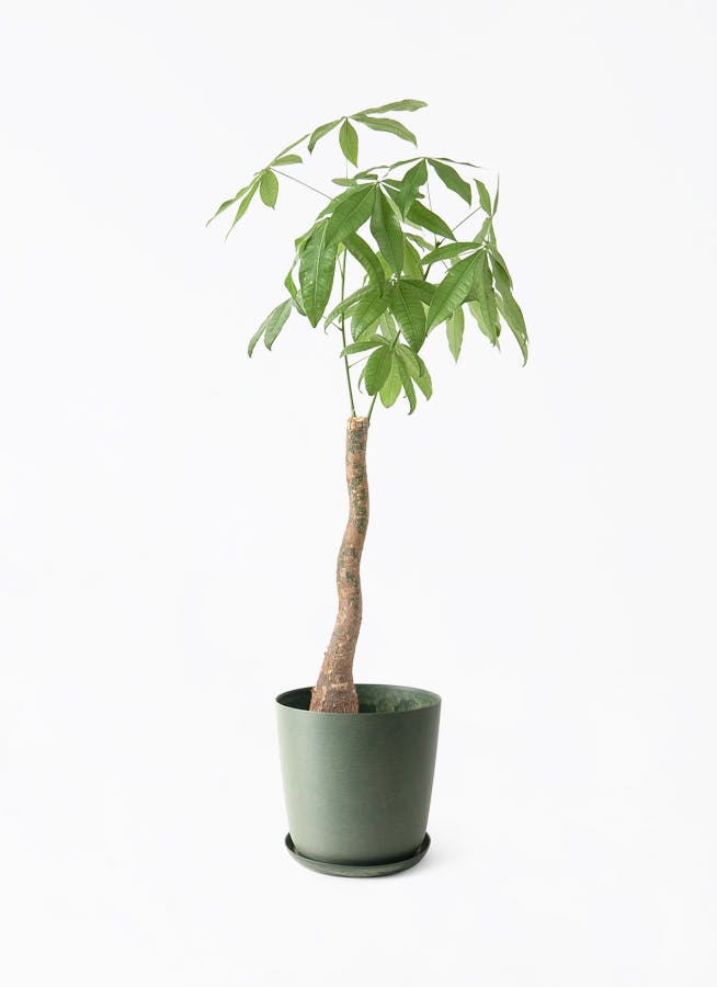 観葉植物 ドラセナ コンシンネ 8号 曲り（龍）トリカラー エステリ