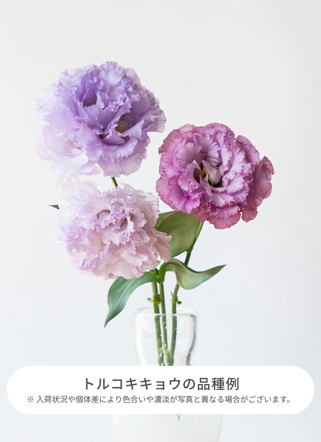 参考商品kirakira purple arrange 【公式通販】