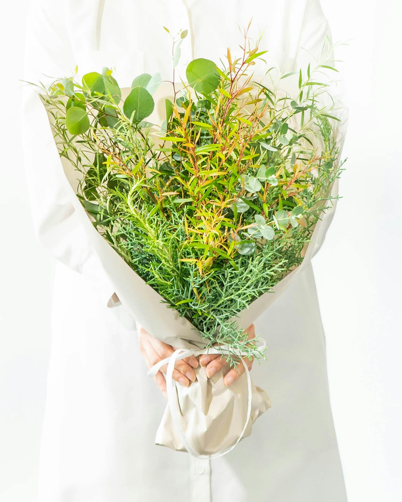 シルバーりーふ 冬の寄せ植えにピッタリ！シルバーリーフいろいろ | 東京練馬の