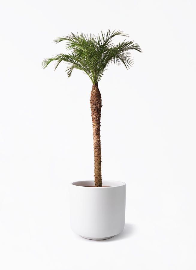フェニックスロベレニー | 観葉植物の通販ならHitoHana（ひとはな）