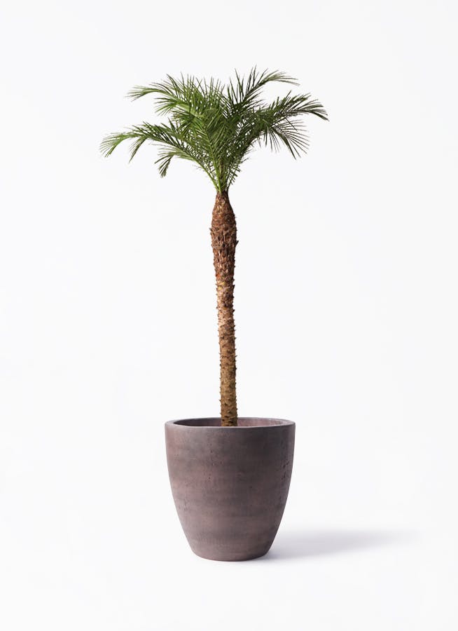 フェニックスロベレニー | 観葉植物の通販ならHitoHana（ひとはな）