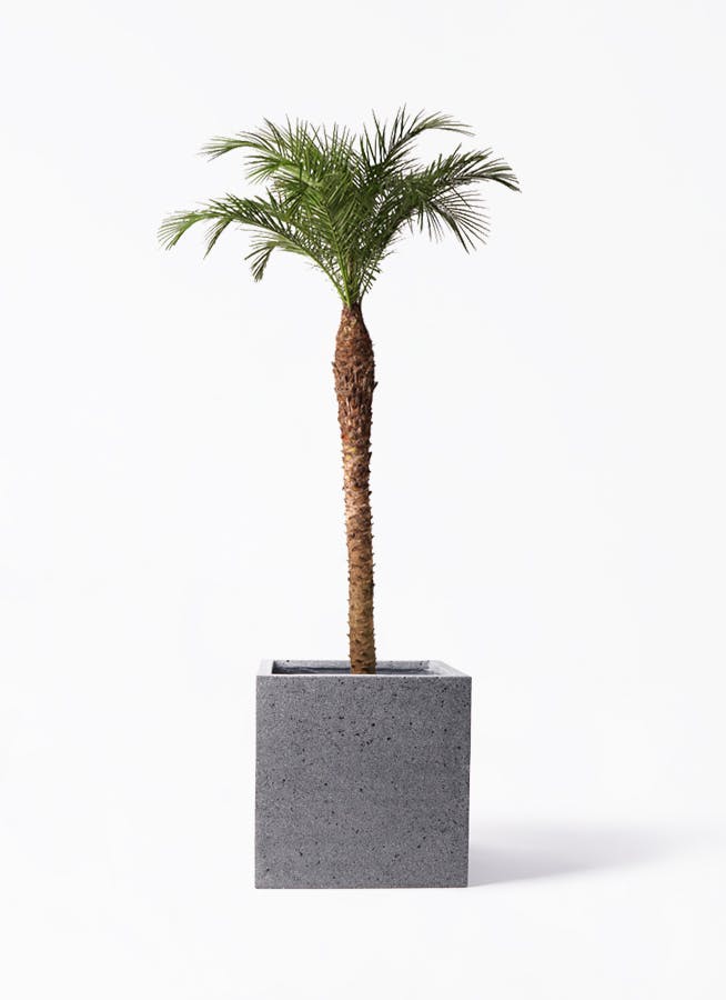 観葉植物 トックリヤシ 10号 キューブ ラテルストーン 付き | 観葉植物