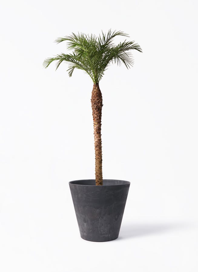 R*s様 フェニックス・ロベレニー 1本立ち 葉先70cm 希少株 T*M様 フェニックス・ロベレニー 1本立ち 葉先70cm 希少株