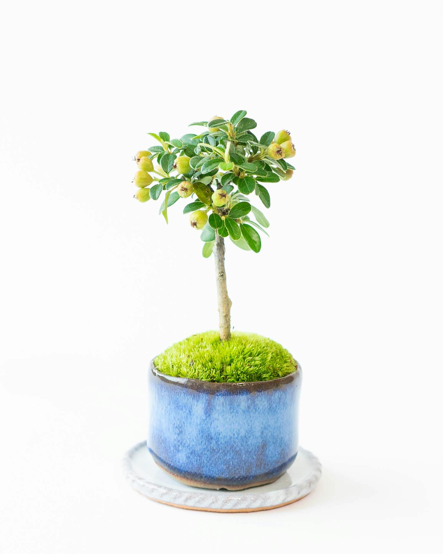 最新発見 盆栽 石木花 | 通販専門店 HitoHana（ひとはな） 工芸品