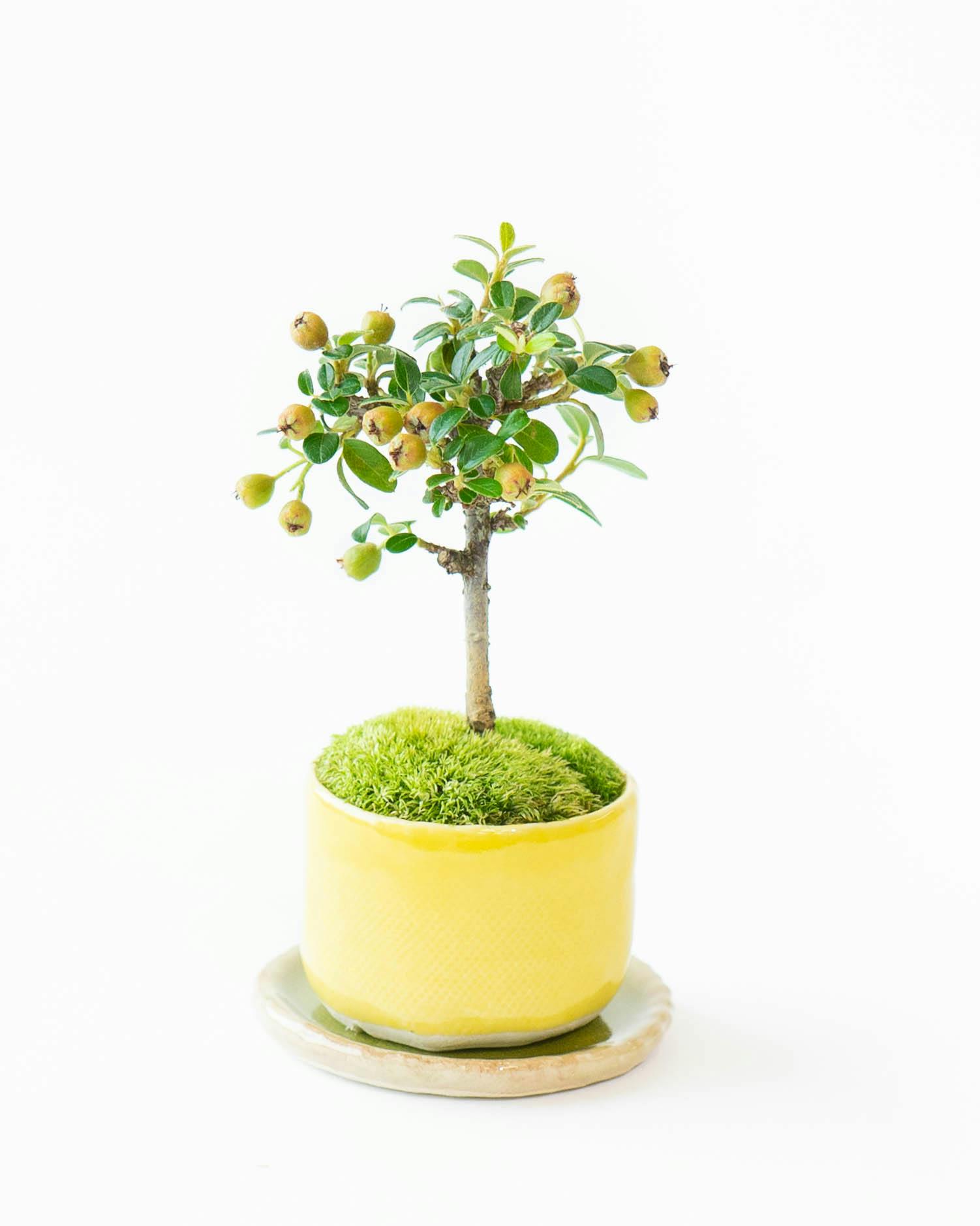 産地直送 ミニバラ ピンク 6号鉢植え／岐阜 セントラルローズ