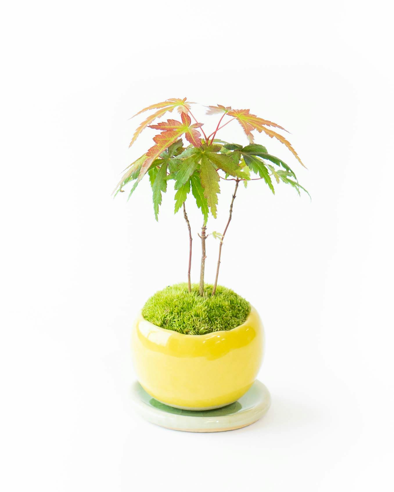 ✨美品☆生花鉢、華道家、価値ある華鉢！ Amazon.co.jp: Facecolor 多肉植物鉢 3号鉢 盆栽鉢 釉掛け