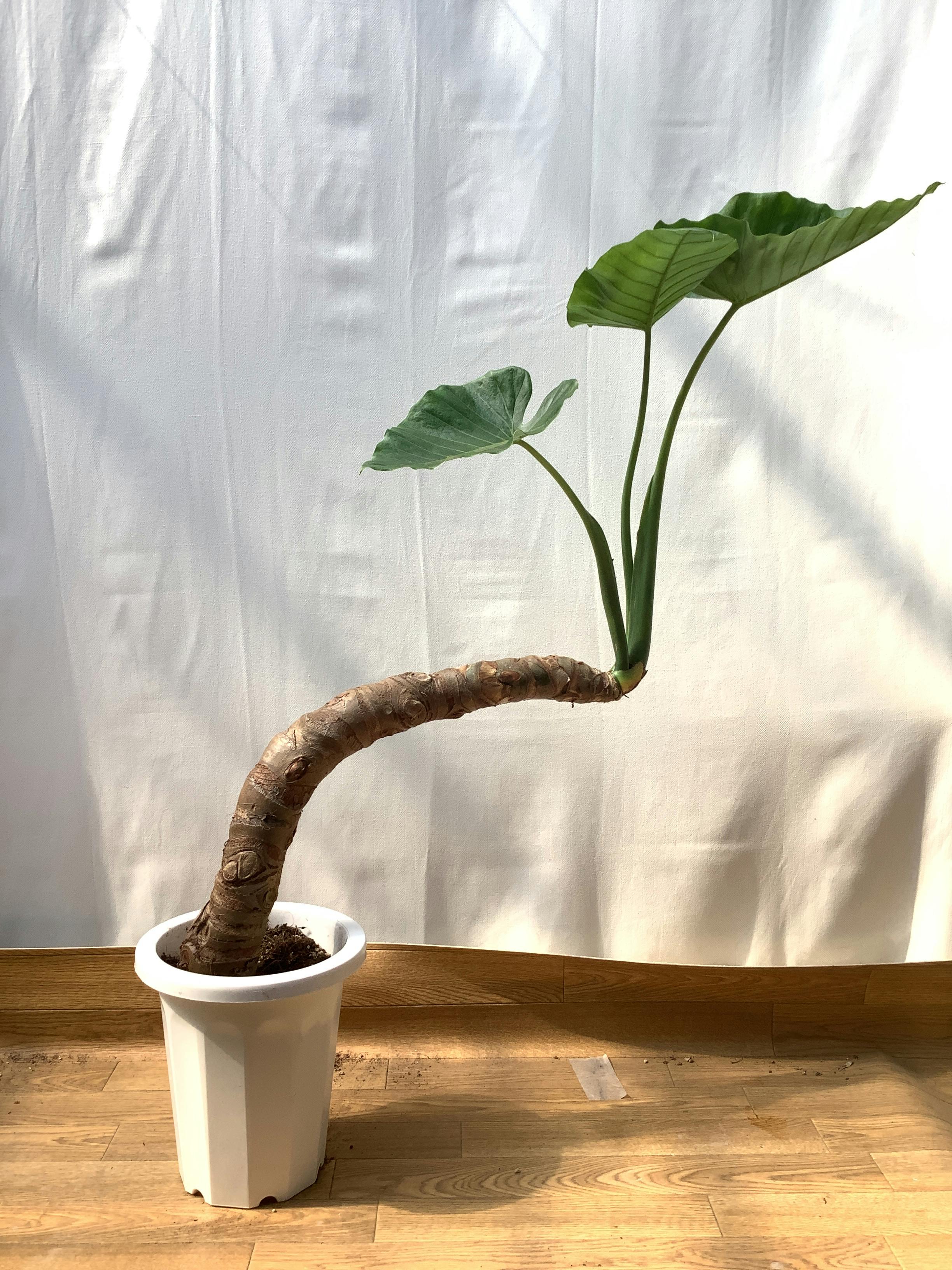 アロカシア | 観葉植物の通販ならHitoHana（ひとはな）
